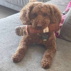 Archie the Cigar Poodle