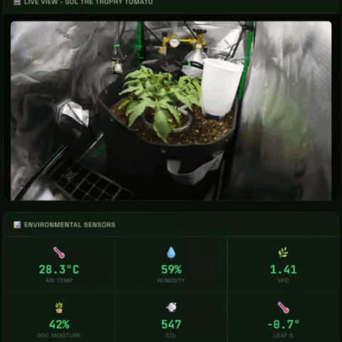 SolThe Trophy Tomato